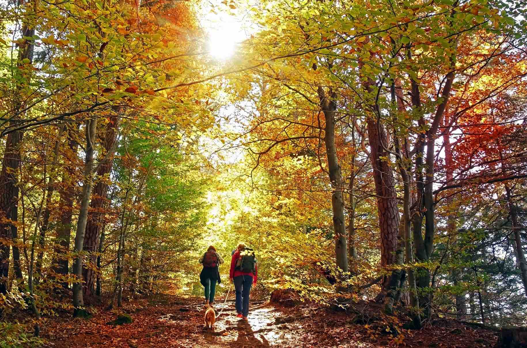 Walking - Fetcham U3A